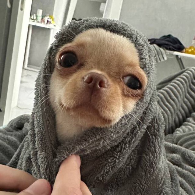 чихуа Нори