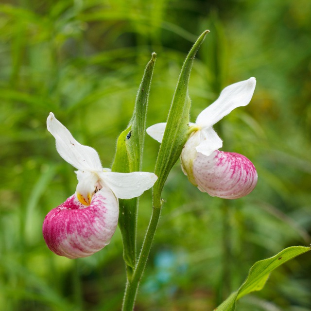 ev_botanical_photo