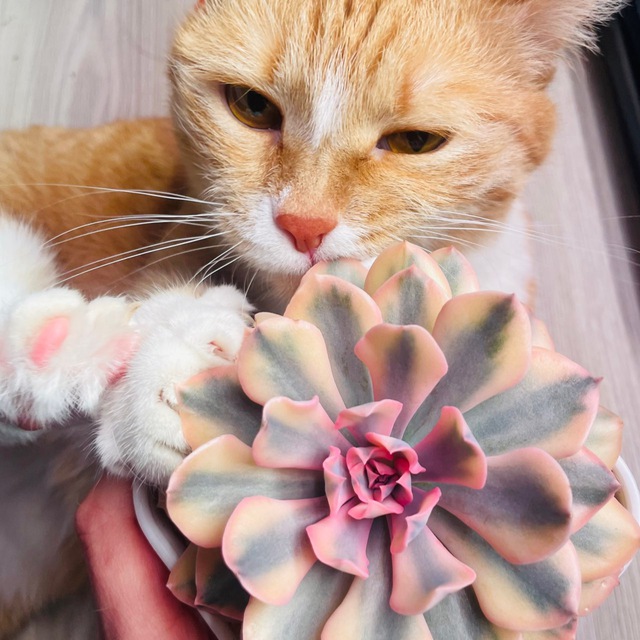 Мика против суккулентов 🐈 🙋🏻‍♀️