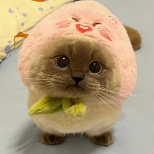 На кошачьем вайбе