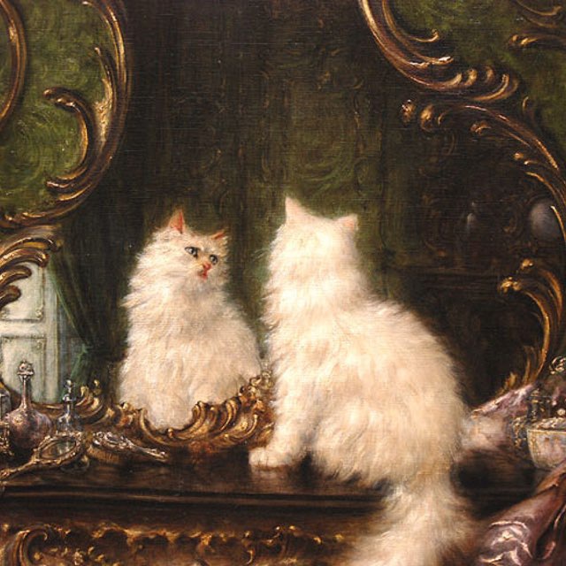 Кот худеет.