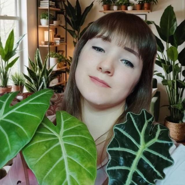 🌿 Зелёное царство 🌿