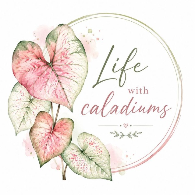 Life with caladiums🌱