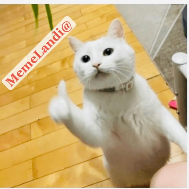 🫧🫧🤣🤪MemeLandi@🫧🫧🤣🤪