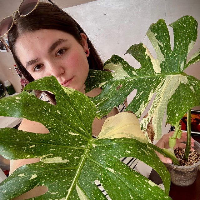 N.Plants