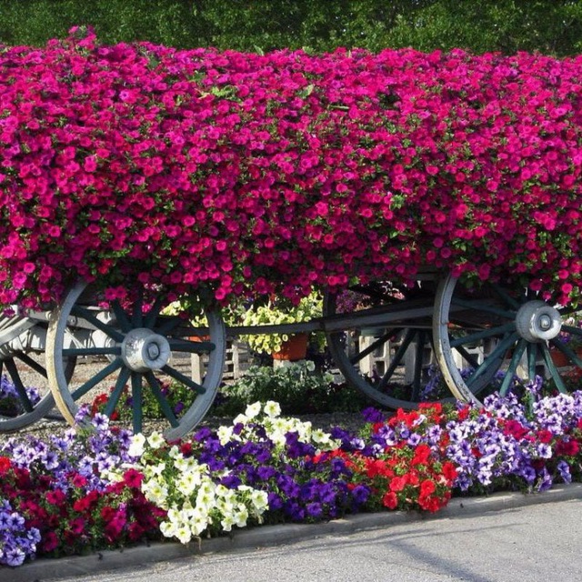 В мире цветов🌺