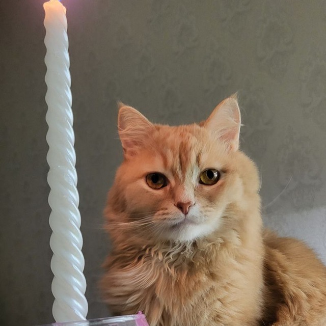 Персик🐱 на связи📞☎️