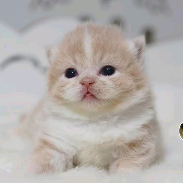 Котомалыши