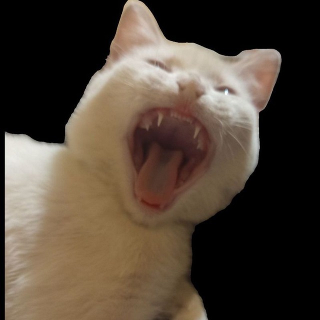 Давай заведем котейку