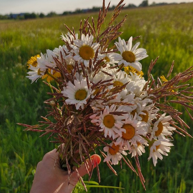 Творчество, жизнь, чай🌿🌸🌼