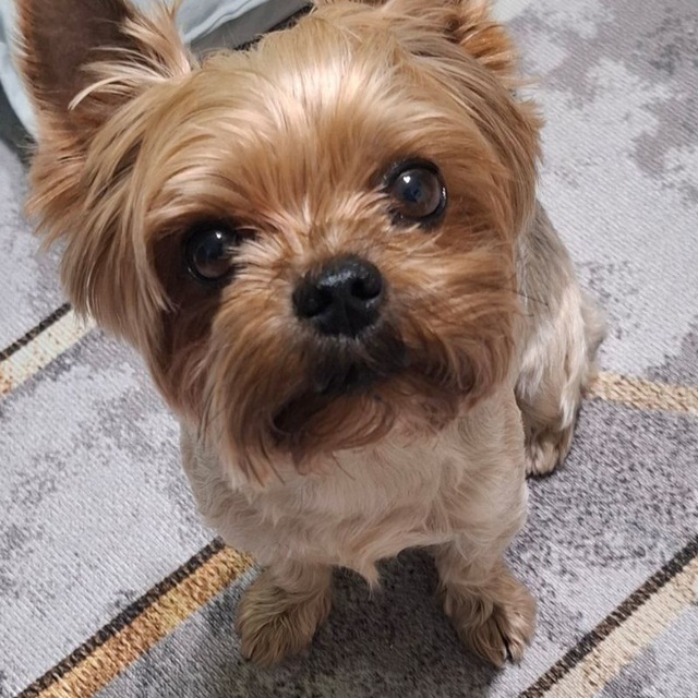 Larichka ist mein Sohn