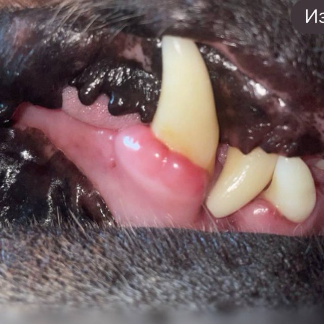 Meat Prison Blues
