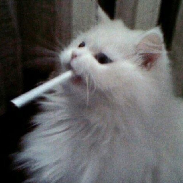 🚬 𝙨𝙖𝙩𝙞𝙧𝙚×