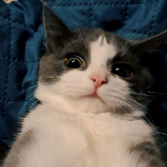 Кошки-мышки