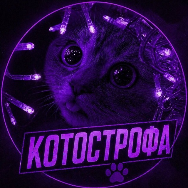 КОТострофа