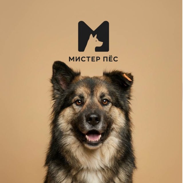 АНО ЦЗЖ Мистер Пёс 🐾