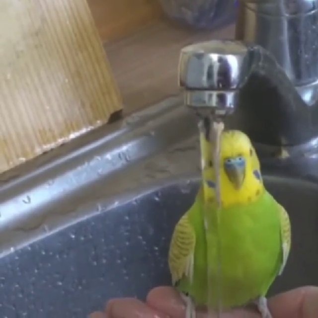 Chaynik