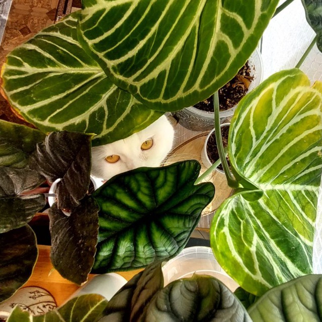 Этот 🌿 точно последний 🙈