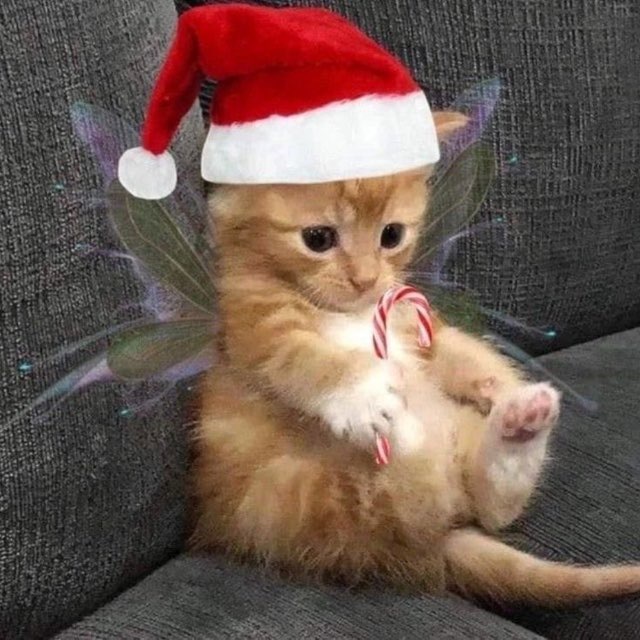 Животные на каждый день