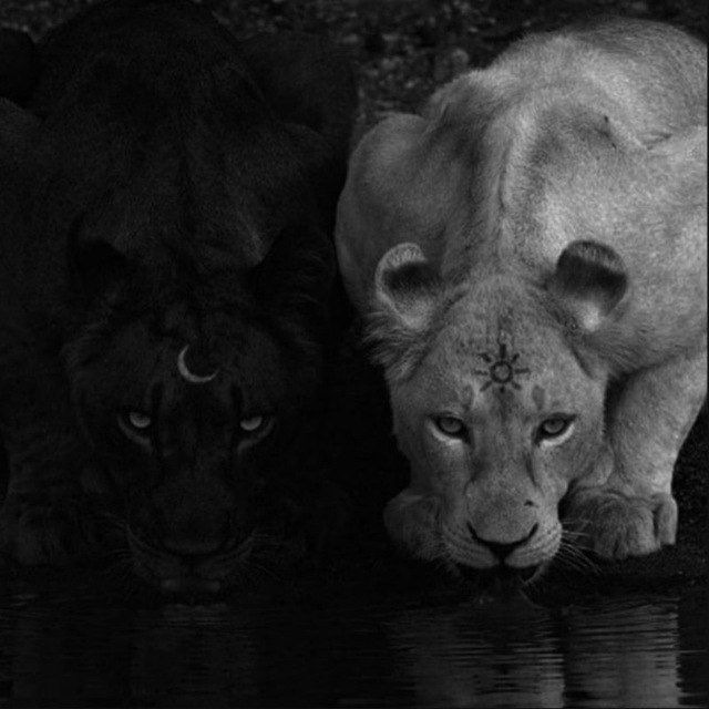 Cougar Empire Channel🐈‍⬛️