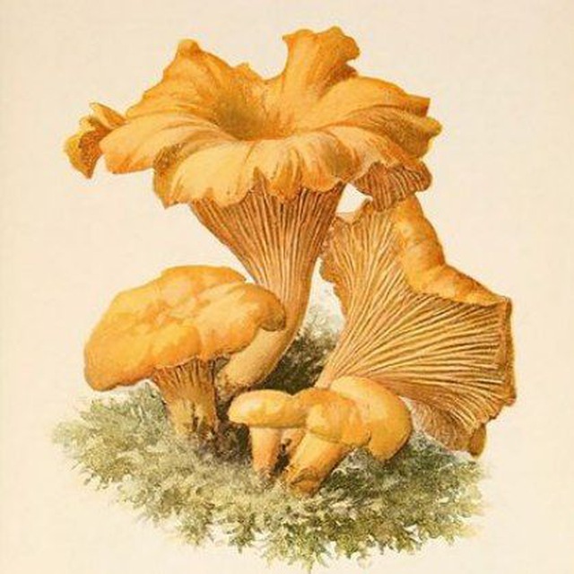 Second |Chanterelle| Vintage