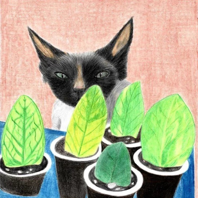 Дунины цветочки 🐈‍⬛