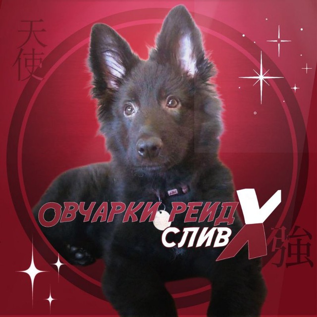 0вчарки-рейд×кф