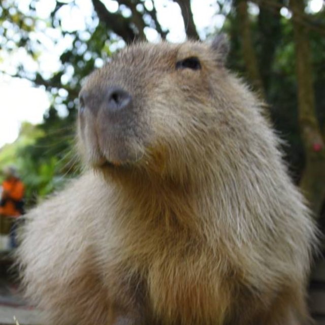 The Capybara Daily