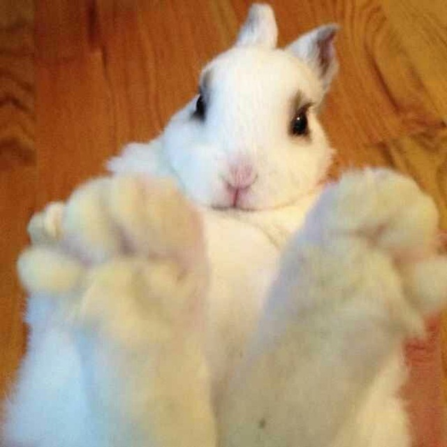 𝐵𝑢𝑛𝑛𝑦݁ ˖Ი𐑼⋆