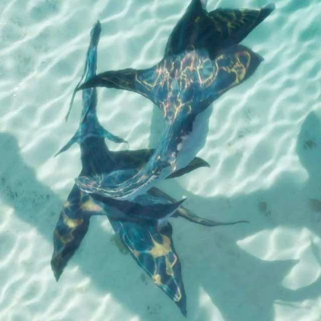 🪼ᴀᴠᴀᴛᴀʀ.ʟɪꜰᴇiii🦈