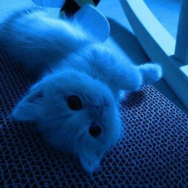myaw kitty