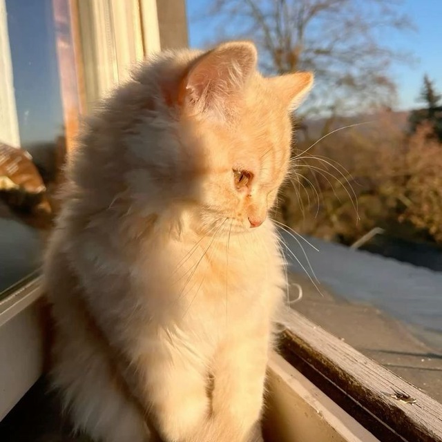 Хаус Коты Воители « Sun Cats »
