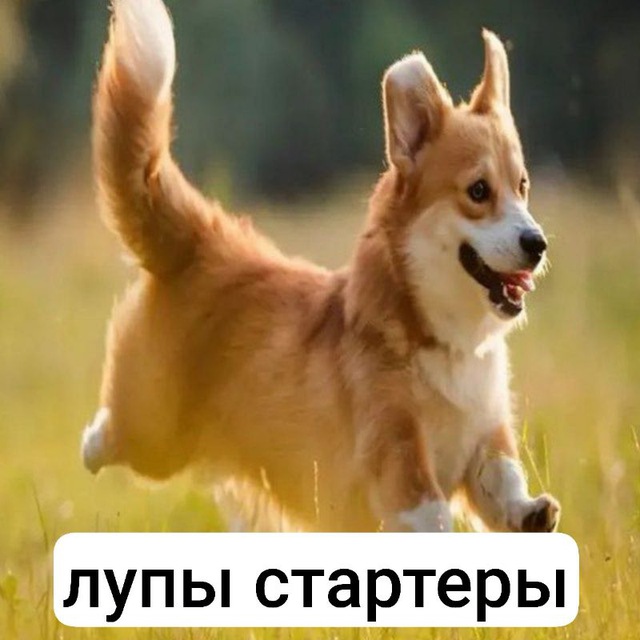 шейди loops/ starters