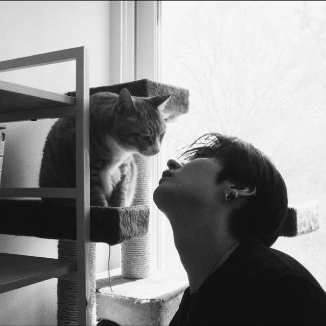 chat endormi