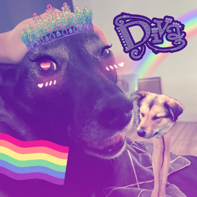 🐶 отзы саюмы