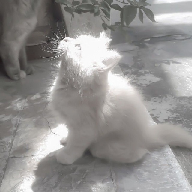 ᧘ᥙнᥙя ᥴʙᥱᴛᥲ