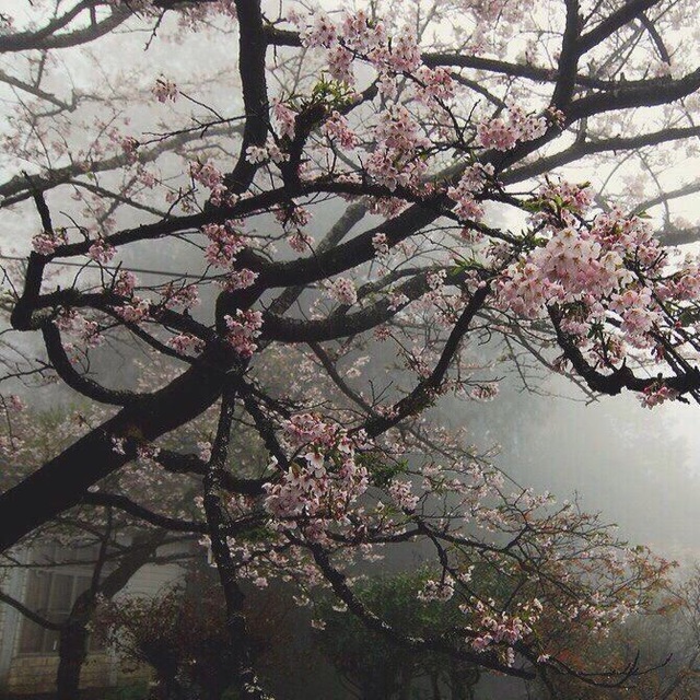 cherry'blossoms|info