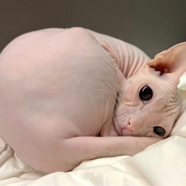 [набор впшеров] sphynx confession