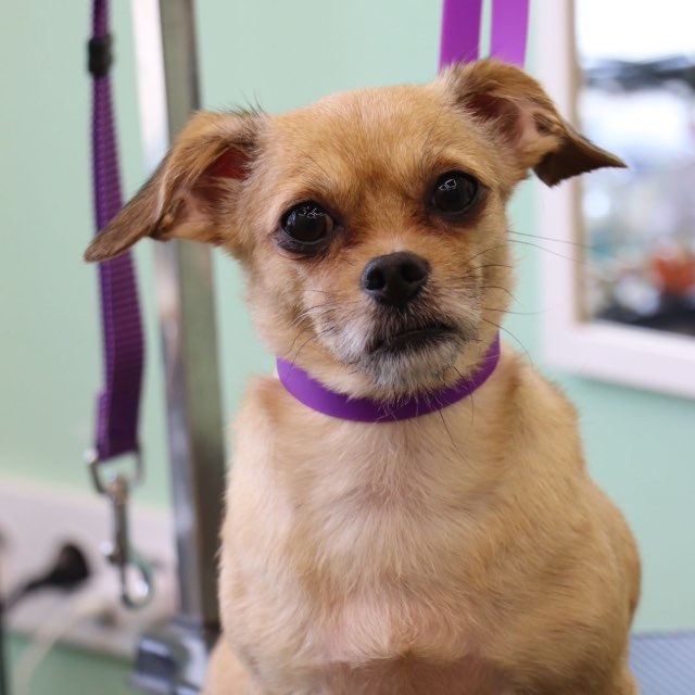 Grooming by Mishka🐾✂️ Путилково