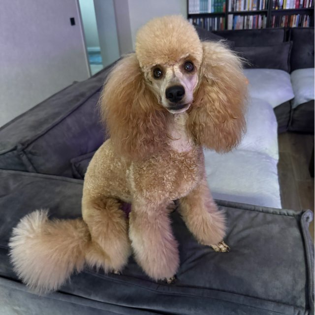 Миниатюрный пудель 🐩