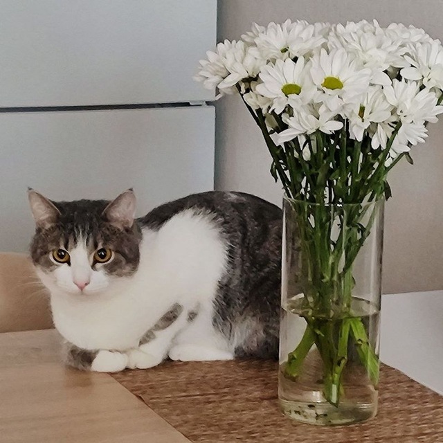 кица™