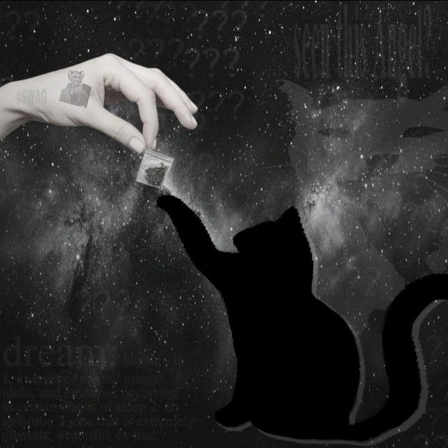 𝑠𝑡𝑎𝑟 𝑐𝑎𝑡𝑠 𝑙𝑖𝑓𝑒