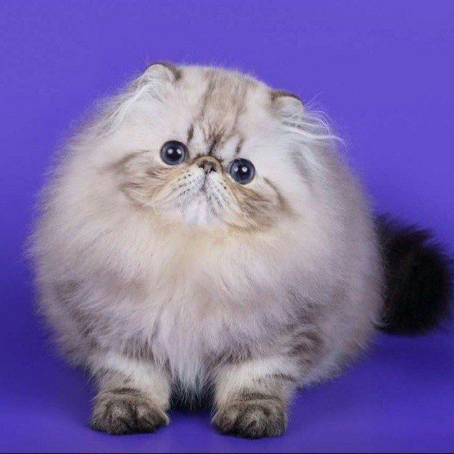 Тло