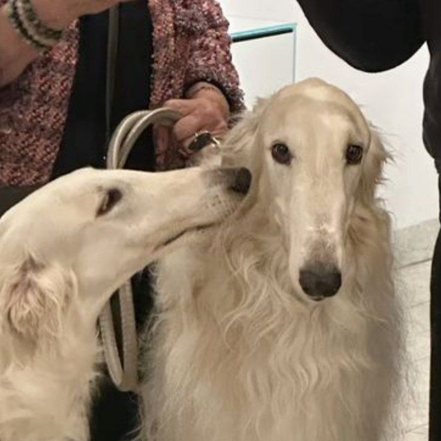 Анонсы выставок | Borzoi confession + (non) daily