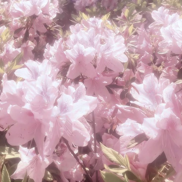 ⋆.ೃ࿔🌸*:･Field of flowers⋆.ೃ࿔🌸*:･