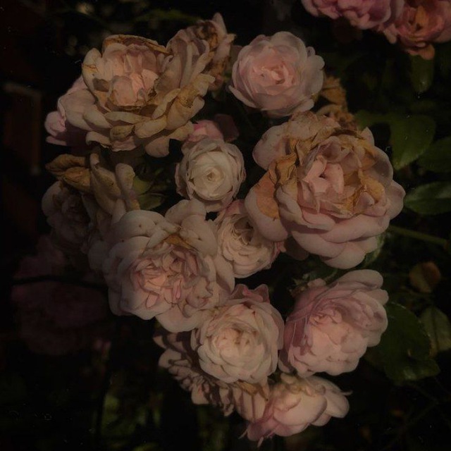 Soft Peony