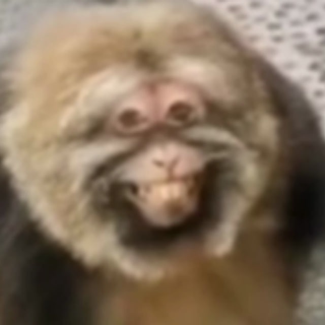 Bet Monkey Maker 1000-> 1000000 for 10 bets!