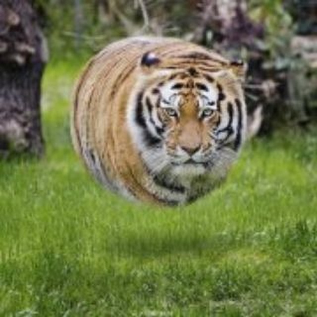 PurpleTiger LIVE