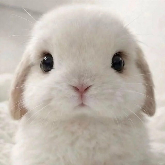 ᅠакемиша🐰
