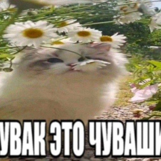 :ПИТӖ ЧӐНКӐ БЛОГ😘